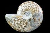 Bargain, Polished, Agatized Ammonite - Madagascar #75974-1